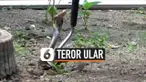 Thumbnail Vertikal Ular