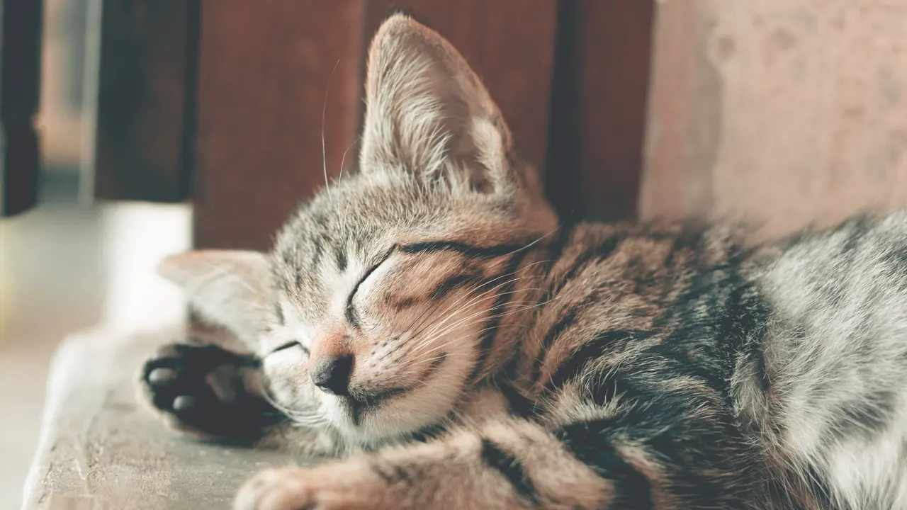 kucing
