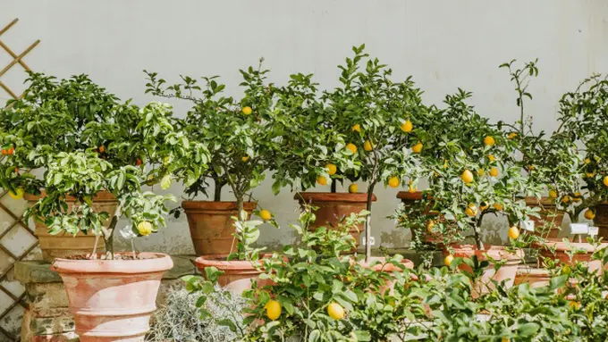 Ilustrasi Pohon Jeruk/Photo by Anita Austvika on Unsplash