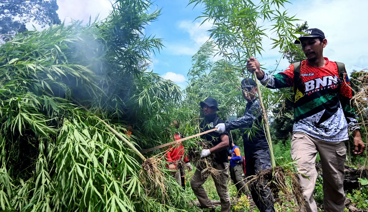 Anggota Badan Narkotika Nasional (BNN) membakar tanaman ganja saat penggerebekan pada jalur hutan di Lamteuba, Provinsi Aceh, 18 Mei 2022. (CHAIDEER MAHYUDDIN/AFP)