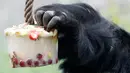 Richard, gorila dataran rendah barat, mendapatkan es krim berisi buah-buahan beku di Kebun Binatang Praha, Republik Ceko, Kamis (6/6/2019). Pengelola kebun bintangan memberikan es krim untuk sejumlah satwa  lantaran wilayah tersebut tengah dilanda cuaca panas. (Michal Cizek / AFP)