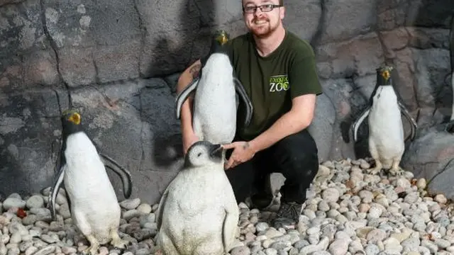 Krisis Penguin, Kebun Binatang Ini Terpaksa Gunakan Burung Plastik