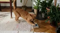 Hotel Bintang Lima Ini Izinkan Kucing Liar Hidup Gratis di Lobi (Ilustrasi: Pexels/cottonbro studio)