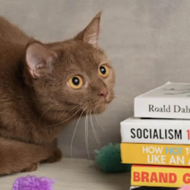 Menciptakan Harmoni antara Kenyamanan Kucing dan Estetika Rumah.