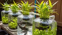 8 Inspirasi Galon Bekas untuk Tanam Kangkung Sekaligus Ternak Lele, Produktif Ganda
