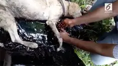 Detik-detik penyelamatan seekor anjing betina yang terjebak dua hari di dalam sebuah tong berisi aspal lengket.