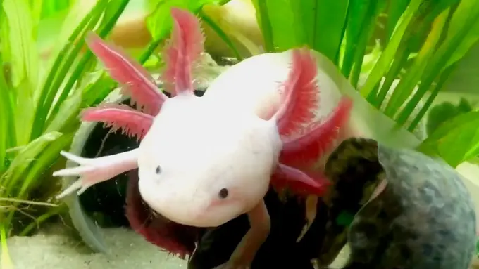 Bintang 5: Kecelakaan Tragis, Hewan Peliharaan Artis, Ikan Aneh