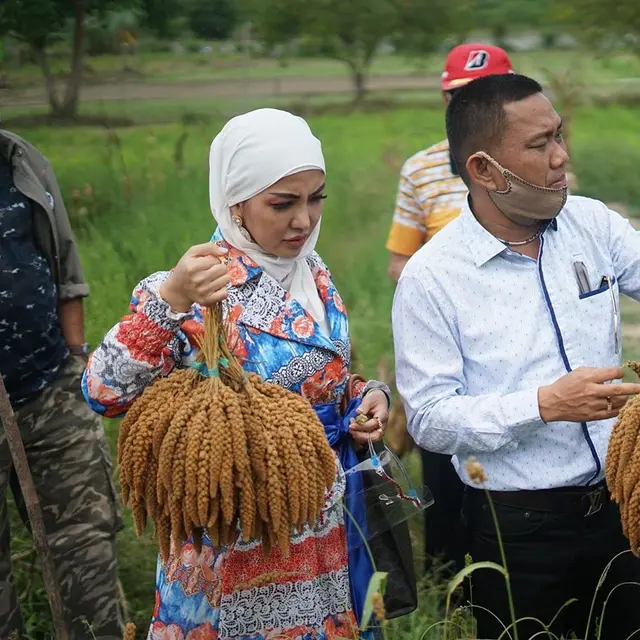 7 Gaya Bella Shofie Panen Padi Hotong di Pulau Buru Ini Jadi Sorotan