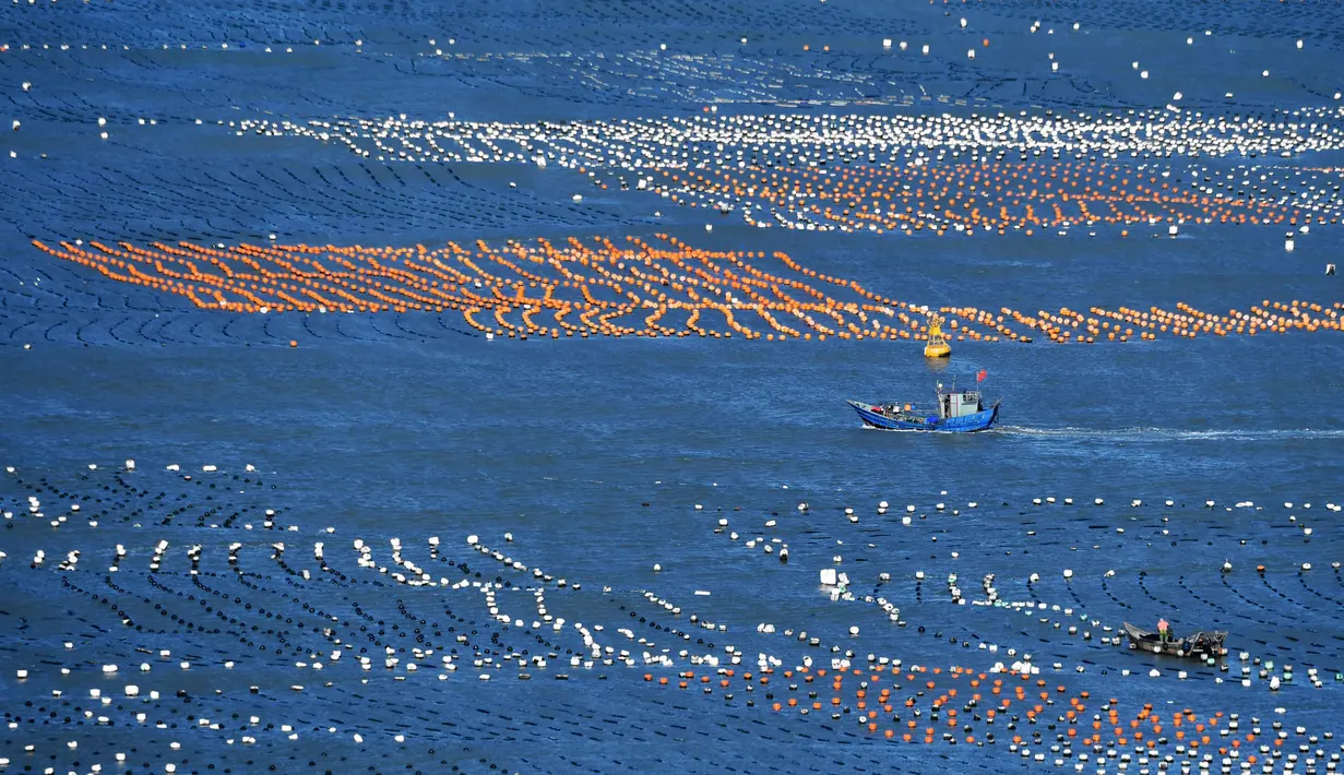 Foto yang diabadikan pada 10 November 2020 ini menunjukkan sebuah perahu nelayan berlayar di kawasan budi daya akuakultur di Wilayah Lianjiang, Provinsi Fujian, China tenggara. (Xinhua/Wei Peiquan)