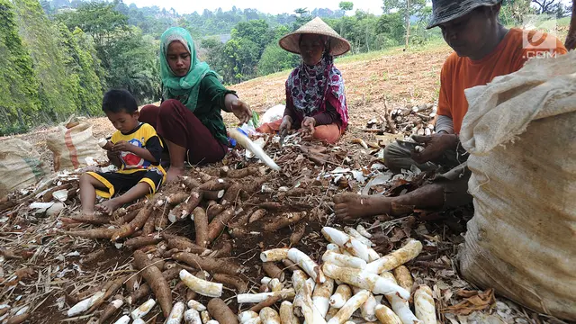 Harga Singkong