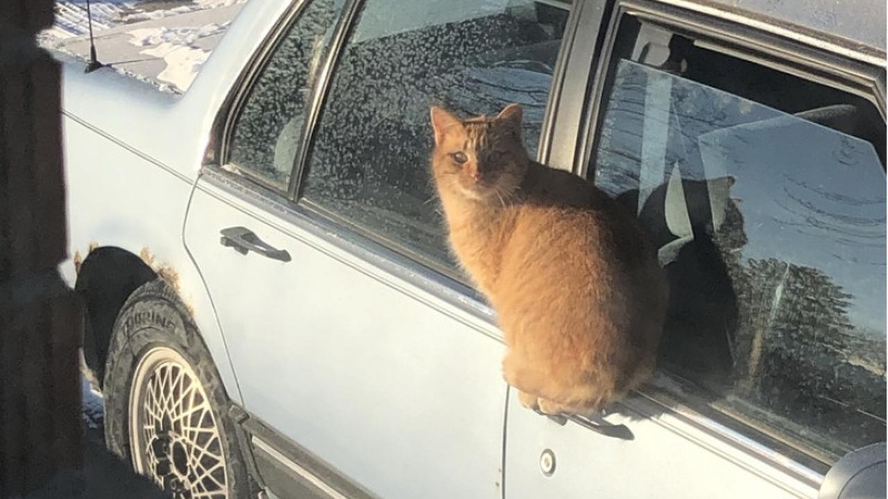8 Tingkah Nyeleneh Kucing yang Bikin Geleng-Geleng Kepala
