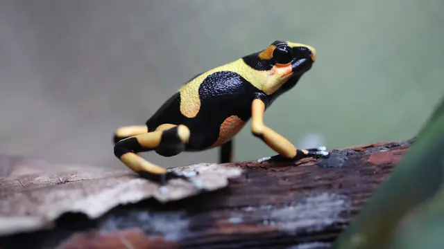 Ciri-Ciri Umum Katak