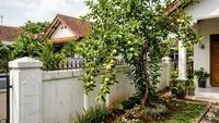 14 Pohon Buah yang Aman Ditanam di Rumah Tanpa Merusak Atap