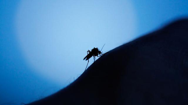 Ciri-Ciri Penyakit Malaria, Kenali Sebelum Terlambat 