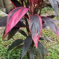 Tanaman Hanjuang Merah