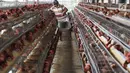 Pekerja mengumpulkan telur dari peternakan ayam di kawasan Depok, Jawa Barat, Senin (23/7). Tingginya harga telur ayam di pasaran karena tingginya permintaan saat lebaran lalu yang berimbas belum stabilnya produksi telur. (Liputan6.com/Immanuel Antonius)