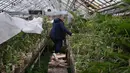 Sejak dimulainya invasi skala penuh pada tahun 2022, Rusia secara sistematis menargetkan infrastruktur energi Ukraina. Tampak dalam foto, Kepala Departemen Tanaman Tropis dan Subtropis Kebun Raya Nasional Gryshko dari Akademi Ilmu Pengetahuan Nasional Ukraina yang juga seorang Doktor Ilmu Biologi, Roman Ivannikov, menunjukkan bunga anggrek di rumah kaca kebun di Kyiv pada 11 Februari 2026. (Genya SAVILOV/AFP)