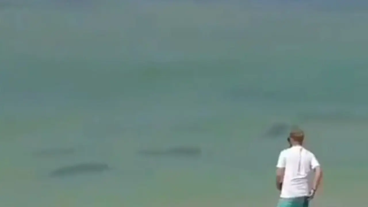 Hiu Bermunculan di Pesisir Bali