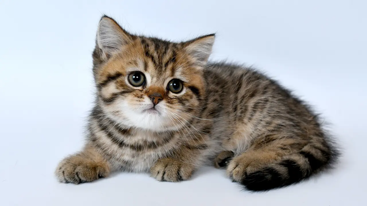 ilustrasi kitten
