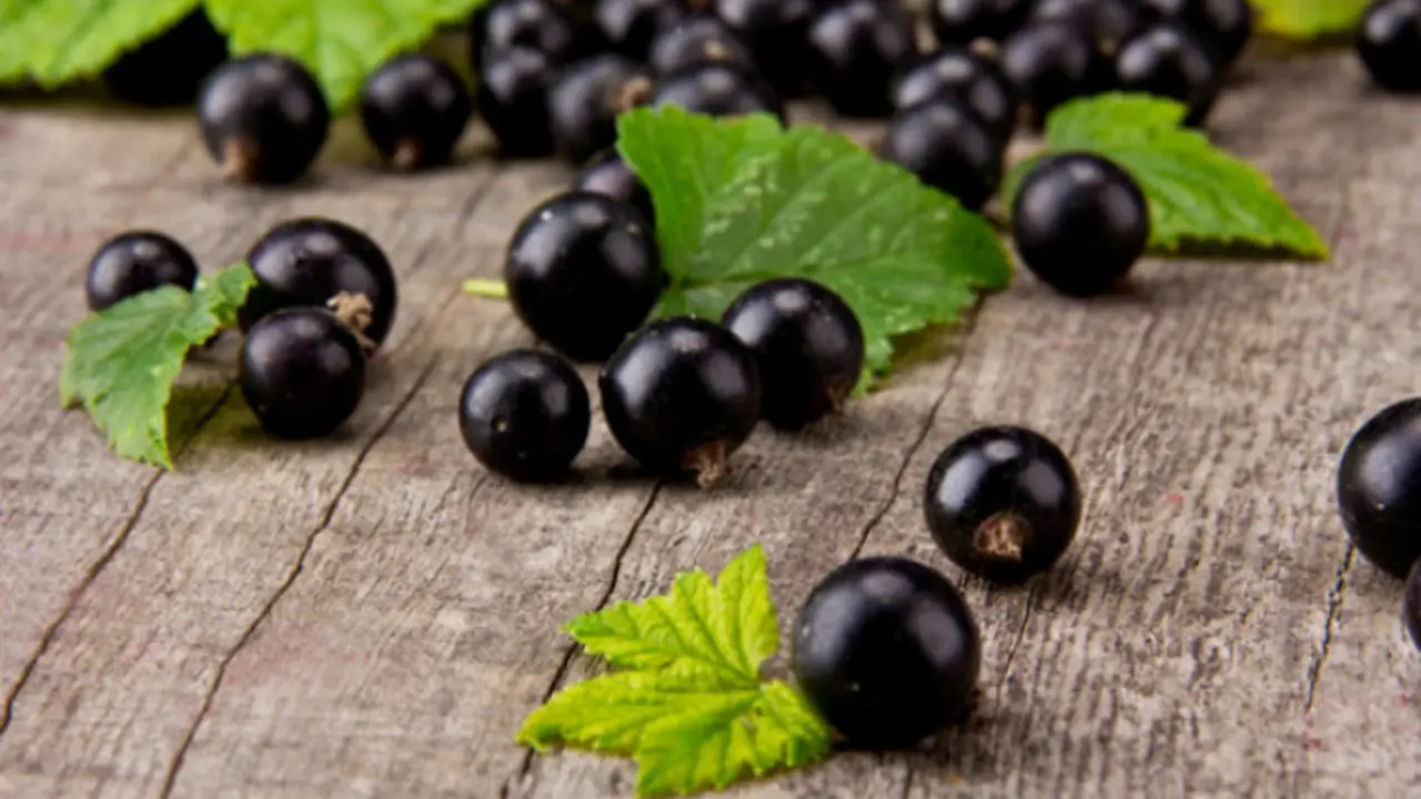 Blackcurrant