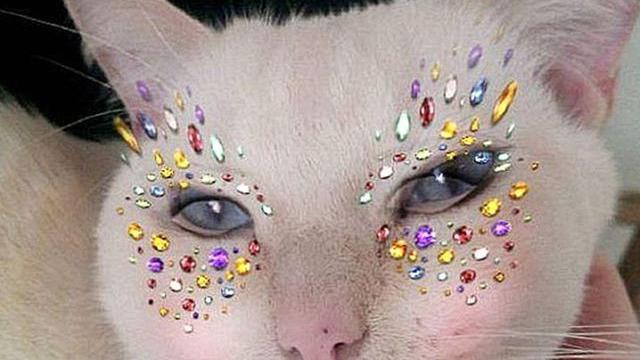 6 Potret Kucing Pakai Filter HP Ini Kocak Banget, Ada-Ada Saja