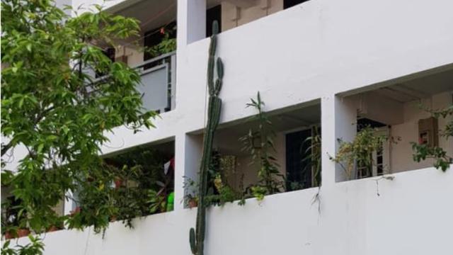 Kaktus Tumbuh Setinggi 3 Lantai Ini Curi Perhatian, Bak dalam Dongeng