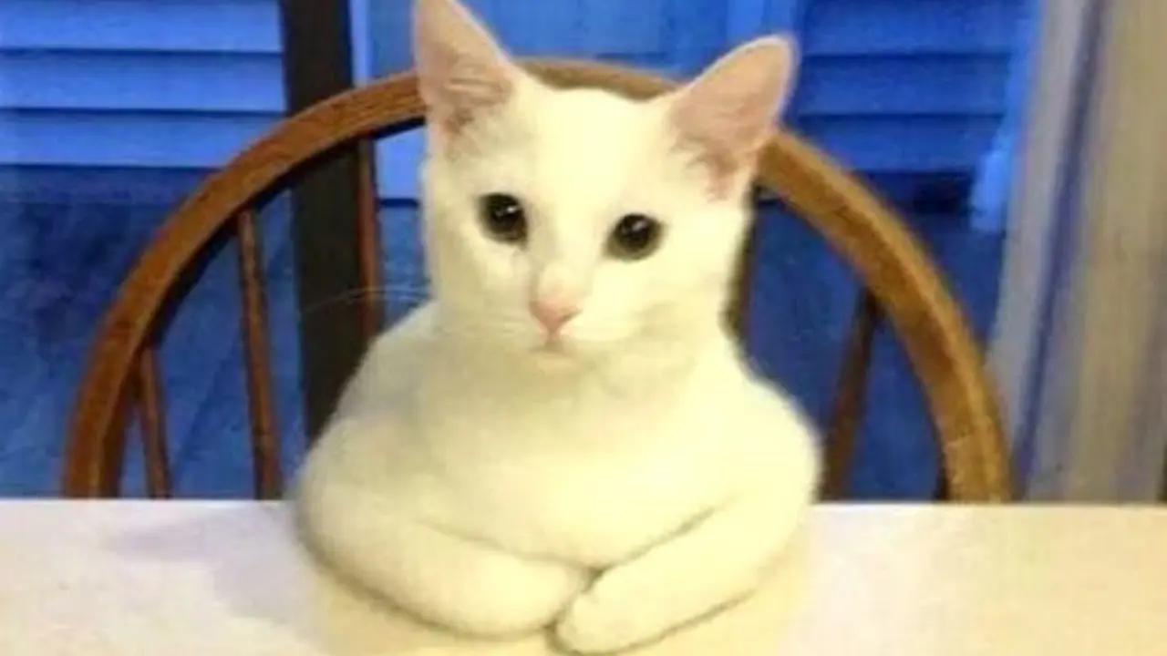 Lucunya Kucing Ini Bertingkah Layaknya Manusia