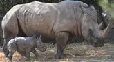 Seekor anak badak putih berdiri di samping induknya Nola di Kebun Binatang Lunaret di Montpellier, 31 Juli 2024. (Sylvain THOMAS / AFP)