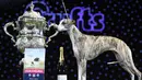 Anjing "Collooney Tartan Tease" (Tease), the Whippet berpose disamping trofi Best in Show pada hari terakhir Crufts dog show 2018 di National Exhibition Centre di Birmingham, Inggris (11/3). (AFP Photo/Oli Scarff)