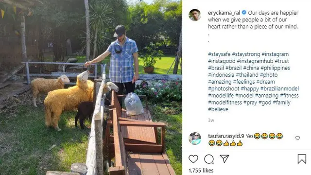 Erycky Amaral memberi makan domba
