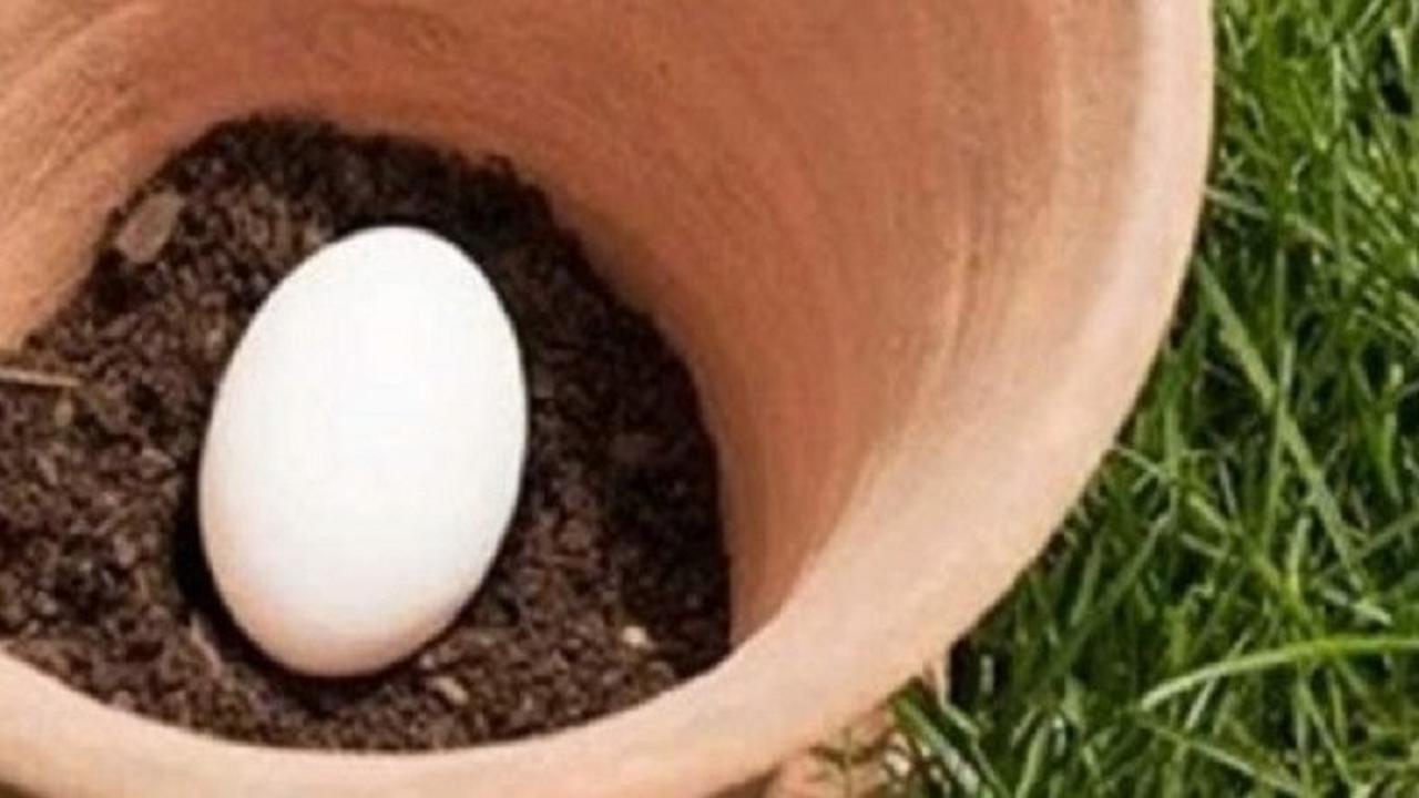 Telur Dikubur Dalam Pot