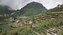 Seorang petani merawat lahan kentang dengan semprotan antihama di Desa Sembungan, Dieng, Jawa Tengah, 1Juli 2021. Menurut salah seorang petani, Pardi (51) kentang jauh lebih bernilai dibandingkan jenis sayuran lain lantaran harganya jauh lebih tinggi. (merdeka.com/Iqbal S. Nugroho)