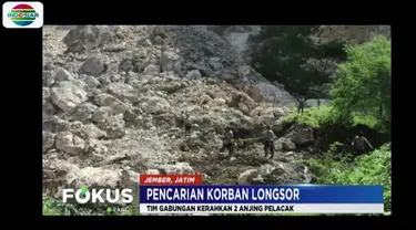 Hari ketiga pencarian korban bukit longsor di Jember, tim gabungan menerjunkan tim satwa dari Polda Jatim dengan mengerahkan dua ekor anjing pelacak.