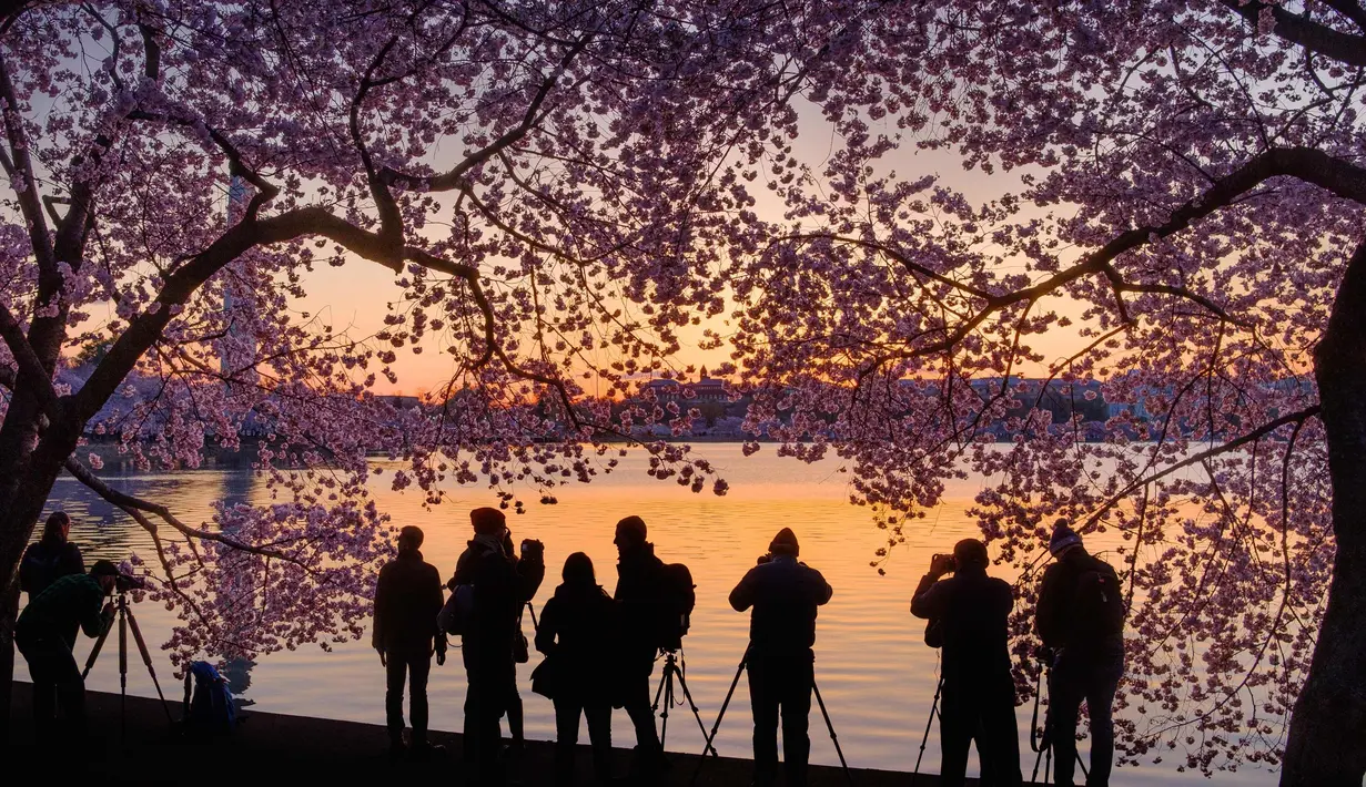 Sejumlah fotografer berbaris di sepanjang tepi Tidal Basin di Washington untuk memotret pohon sakura  yang bermekaran saat matahari terbit, (5/4). (AFP Photo/Saul Loeb)