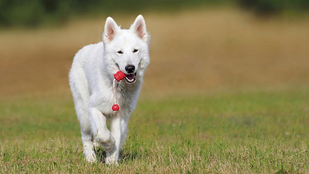 Kenapa Anjing Disebut Hewan Paling Setia? - Citizen6 Liputan6.com