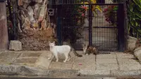 Ilustrasi kucing jalanan/Copyright pexels/NO NAME
