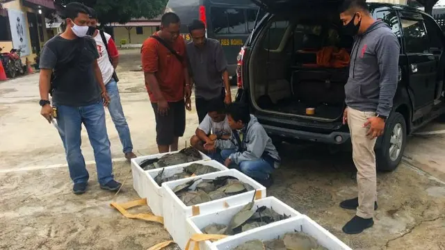 Tersangka dan barang bukti penyelundupan belangkas yang ditangkap Polda Riau.