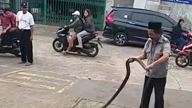 King Cobra