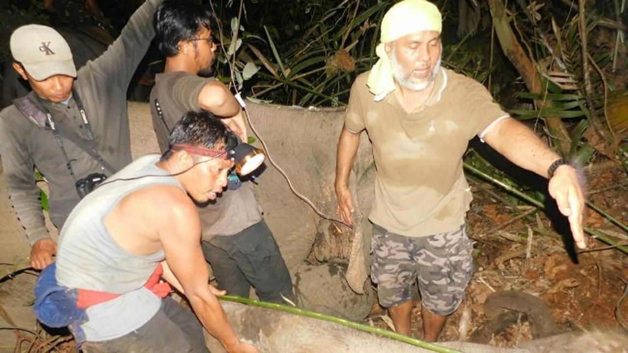 Petugas BBKSDA Riau mengobati gajah terjerat di sebuah konsesi hutan tanaman industri.