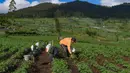 Petani melakukan penyemprotan pupuk pada tanaman kentang di kawasan dataran tinggi Dieng, Batur, Banjarnegara, Jawa Tengah, Minggu (2/11/2025). (merdeka.com/Arie Basuki)