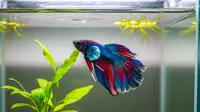 Cara Mencegah Ikan Cupang Cepat Mati Setelah Ganti Air, Panduan Lengkap untuk Pemula