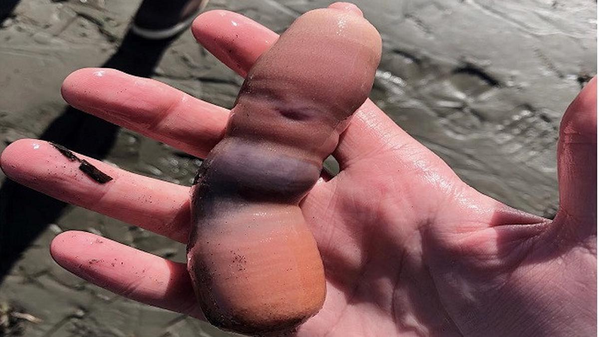 Ikan Penis