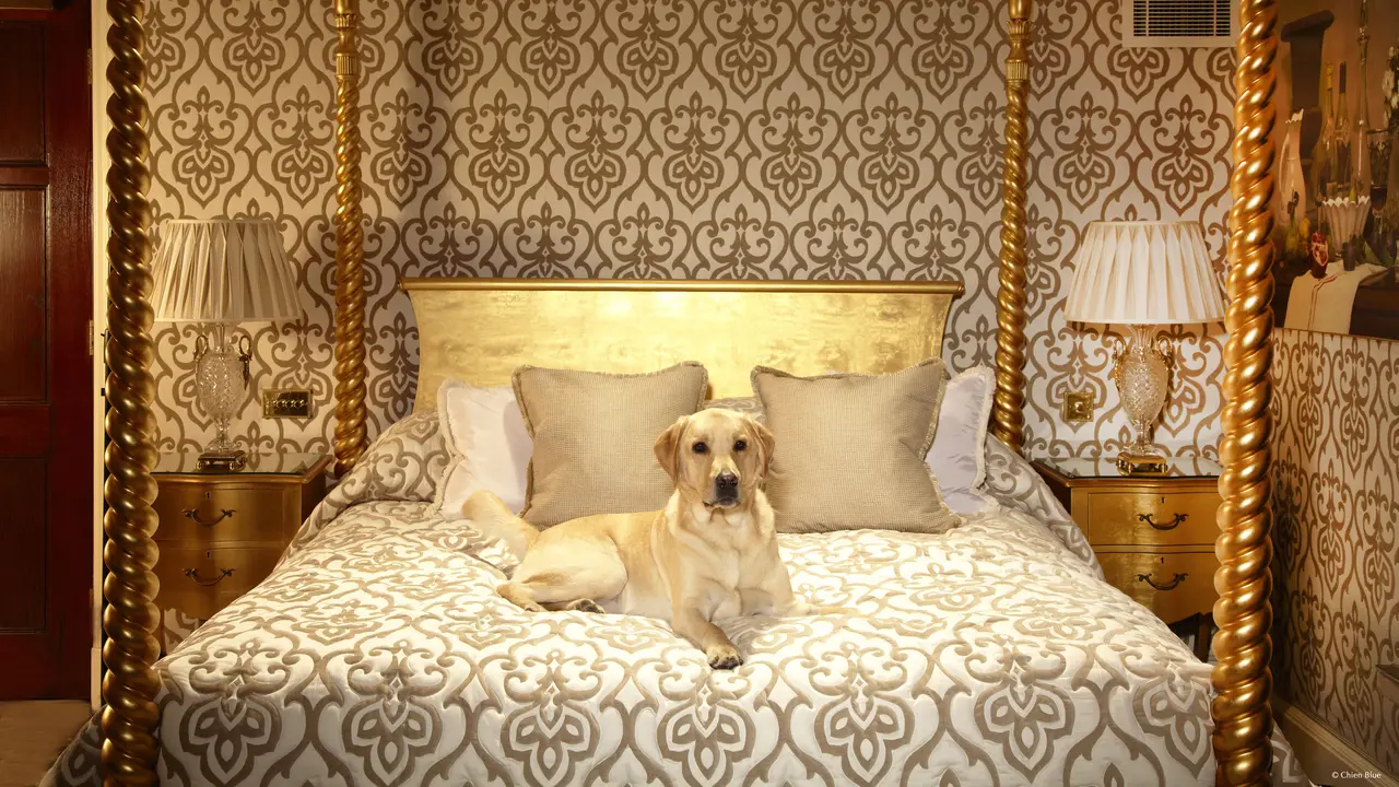 hotel pet