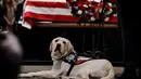 Anjing bernama Sully duduk dekat peti mati George H.W. Bush di Gedung Capitol, Washington, Senin (3/12). Anjing labrador itu berbaring di samping peti mati Presiden AS ke-41, seolah sedang memberikan penghormatan terakhir. (Brendan Smialowski / AFP)