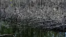 Hutan mangrove berfungsi sebagai penghalang alami terhadap badai dan banjir akibat pasang air laut. (CHAIDEER MAHYUDDIN/AFP)