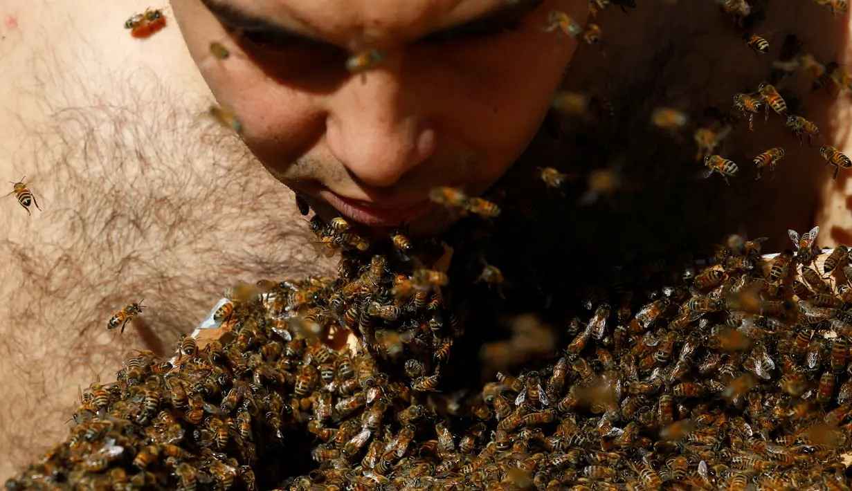 Ratusan lebah mulai mengerumuni sekitar wajah Mohamed Hagras, Mesir (30/11). Hagras terinspirasi Bikini of Bees dari Kanada, yang membuat bentuk bikini dari kerumunan lebah. (Reuters/Amr Abdallah Dalsh)
