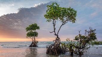 Hutan Mangrove Memiliki Fungsi Ekologis yaitu Sebagai Tempat Hidup Biota Laut