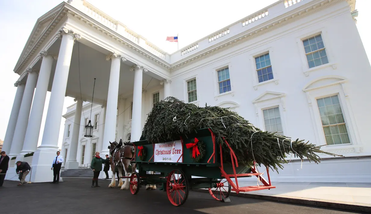 Kereta kuda yang membawa pohon Natal resmi Gedung Putih tiba di Gedung Putih, Washington, Senin (19/11). Pohon cemara setinggi hampir 6 meter itu akan dipajang di Ruang Biru Gedung Putih sejak tahun 1966. (AP/Manuel Balce Ceneta)
