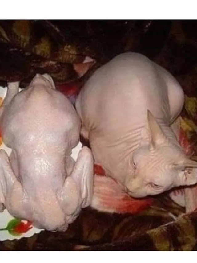 6 Tingkah Lucu Kucing Kamufalse Jadi Makanan, Pintar Menyelinap