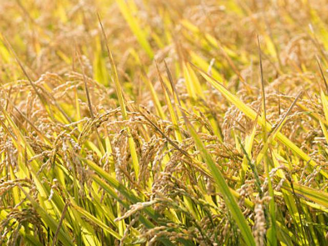 Sawah 1 000 Ha Di Sukabumi Panen Raya Produksi Padi Naik 30 Persen Bisnis Liputan6 Com